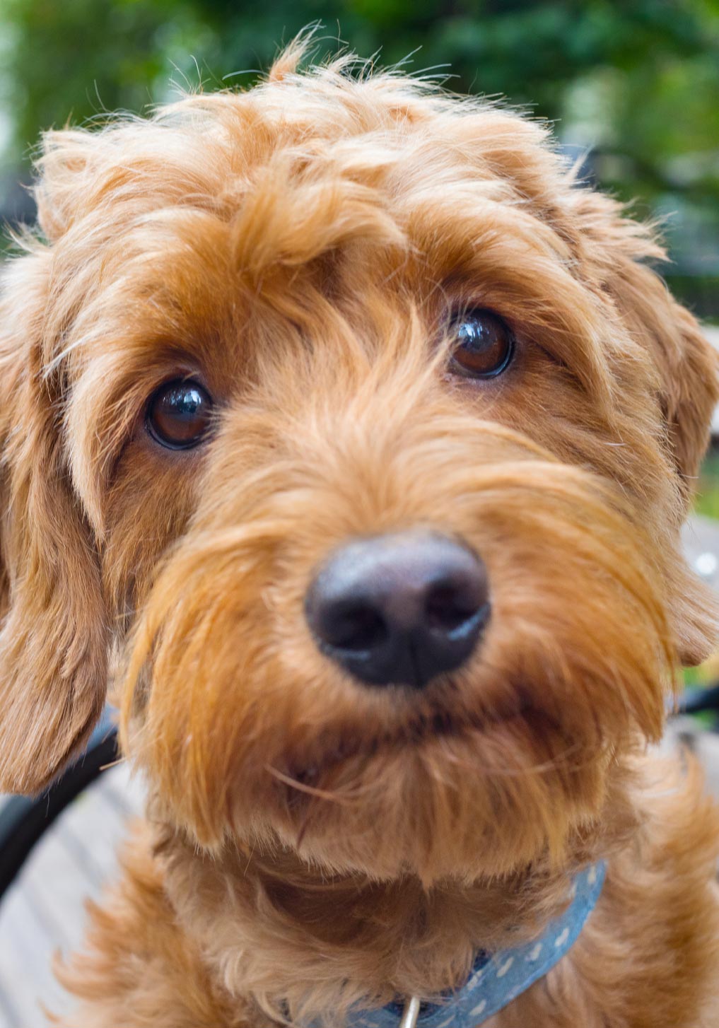 Close Up Of Cute Puppy