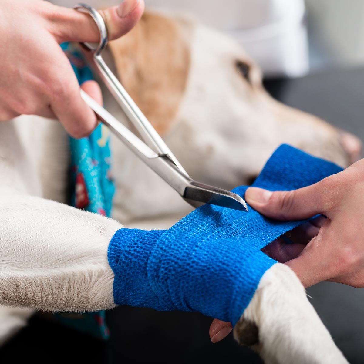 Dog Getting Bandaged Up Static