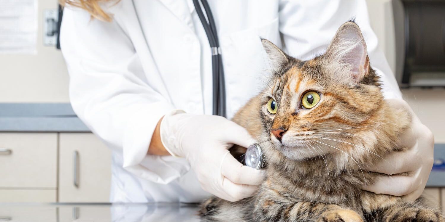 Veterinarian Checking Cats Heart